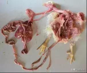 家禽的饲养方式和禽舍类型,家禽解剖学重点知识趣记