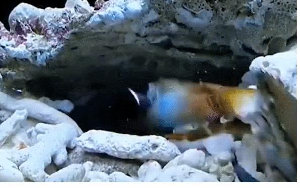 看似危险的动物,看似弱小却十分强大的动物