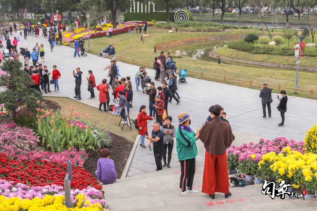 兴化千垛菊花海,广州海心沙菊花海