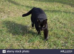 输入图片生成详情图,输入图片生成文字赏析