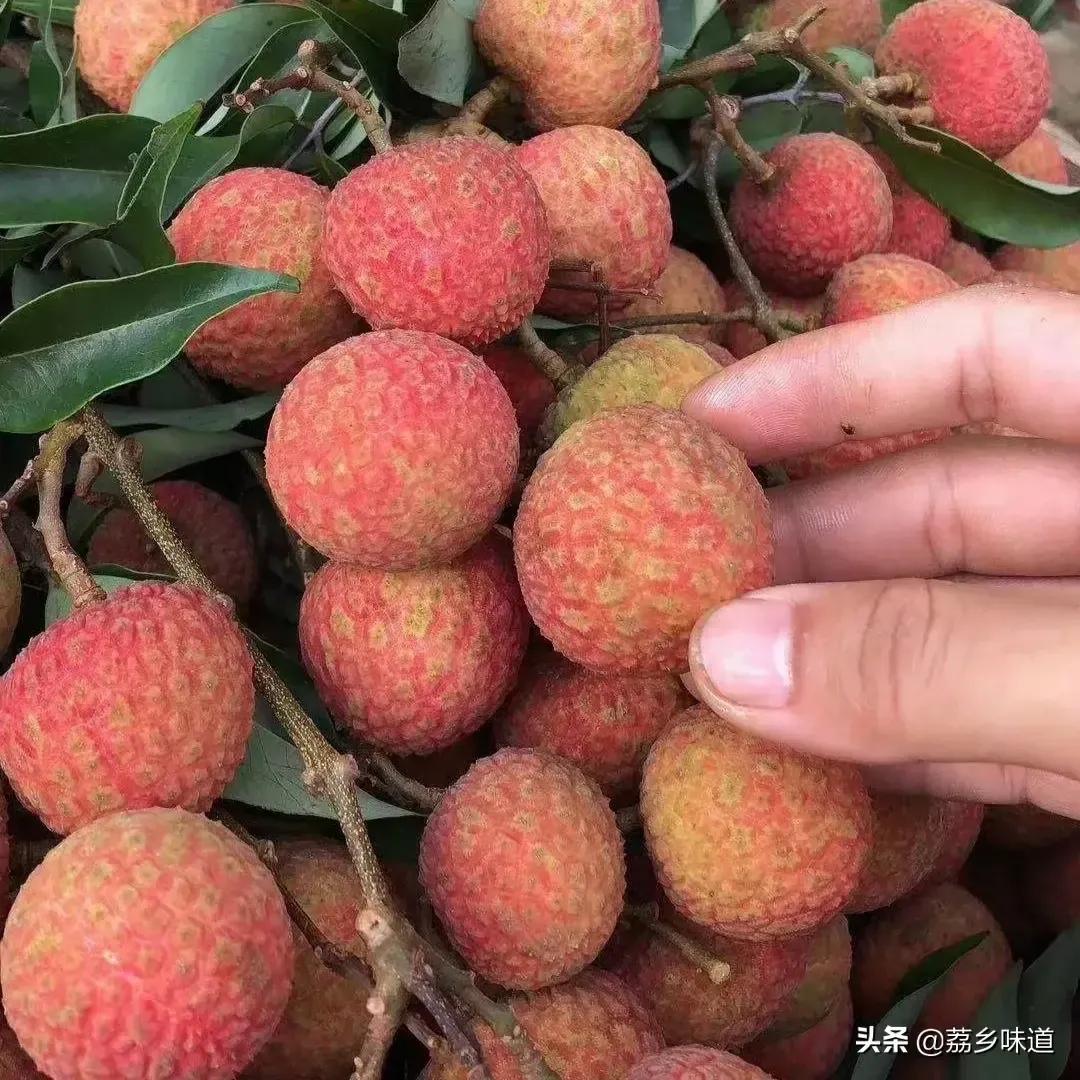 茂名：闻名国内外高州荔枝的前世今生，还有很多鲜为人知的故事