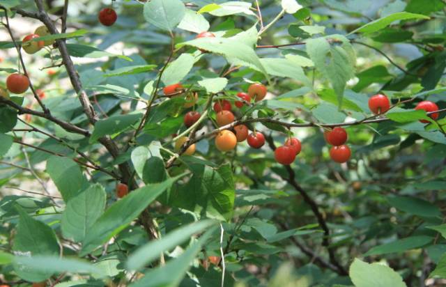 云南特产山货血三七,云南独有的44种野菜
