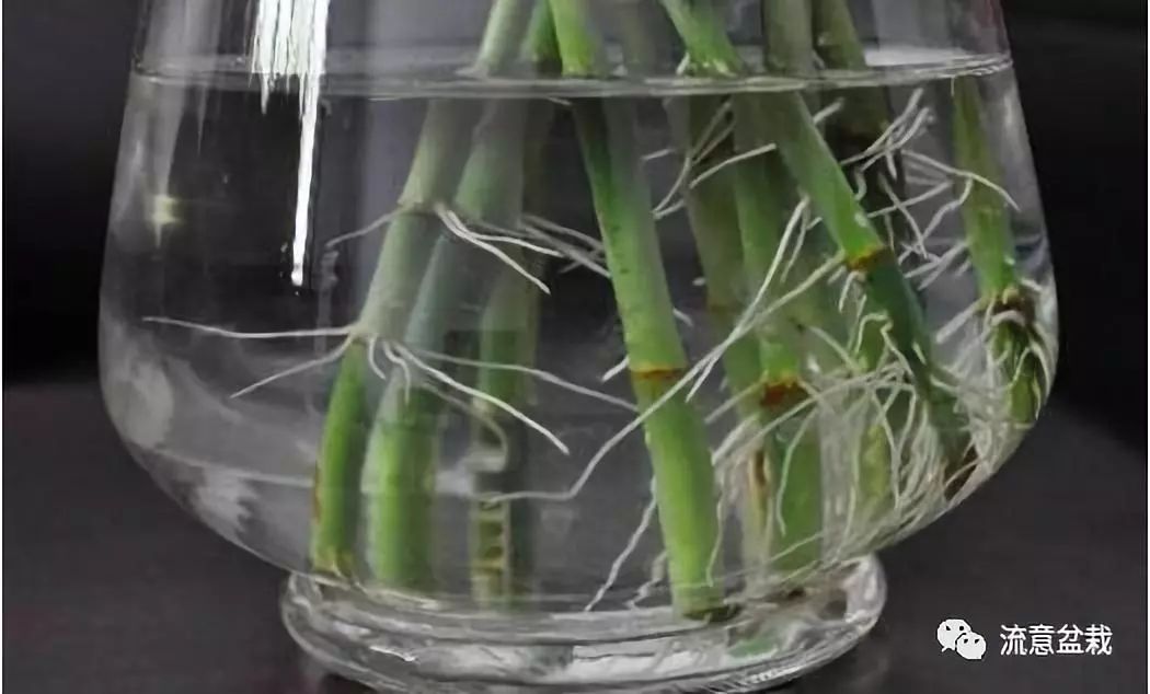 富贵竹叶子发黄怎么救还没有生根,平安竹叶子发黄干枯怎么补救