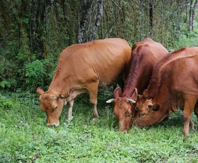 黄花菜能当野菜吃吗,野菜黄花草怎么吃