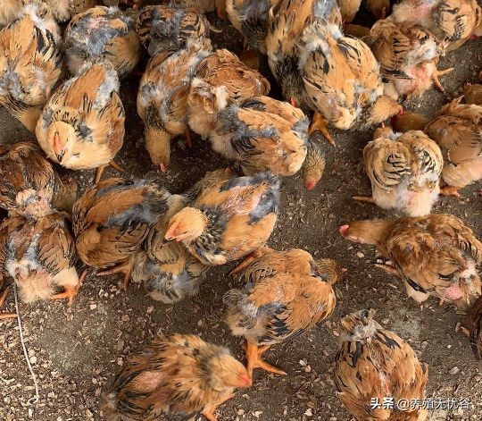 鸡感染新型冠状病毒有什么症状,鸡冠状病毒有什么症状