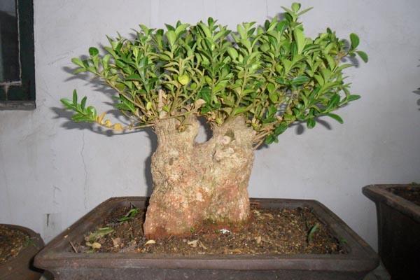 黄杨盆景的养护及注意事项,黄杨盆景什么时候做造型最好