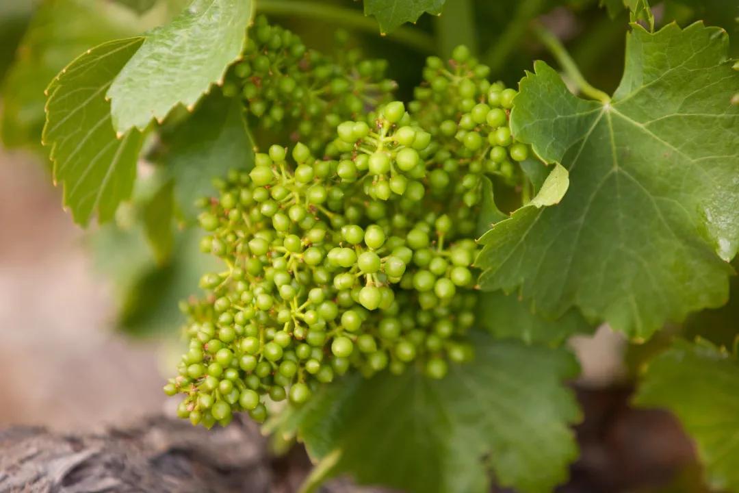 葡萄熟了但很小,葡萄有的熟了有的没熟