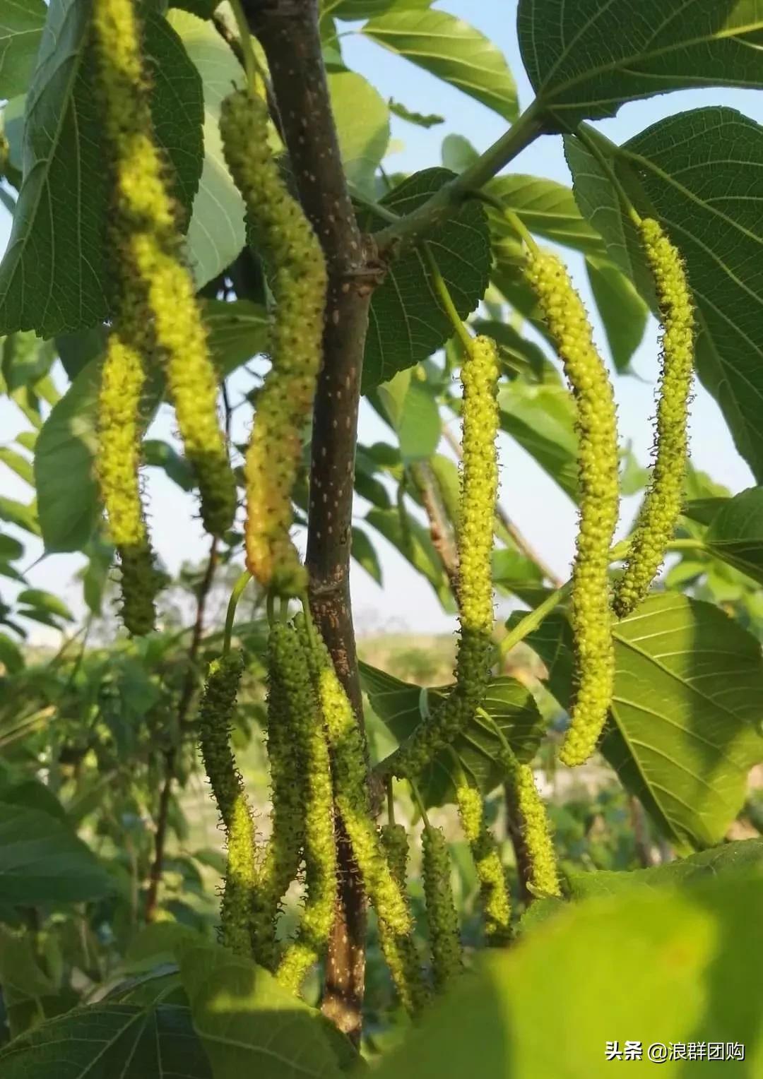 四季果桑有几个品种,新手种果桑哪个品种最好