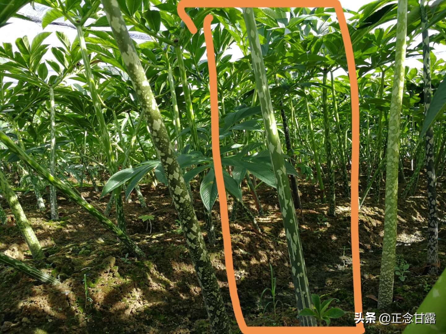 珠芽魔芋市场行情,珠芽魔芋与花魔芋优缺点对比