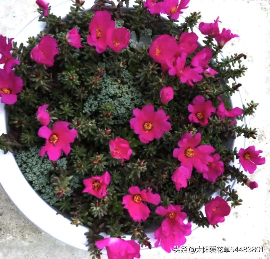 紫米粒多肉植物怎么养,紫米粒多肉夏季