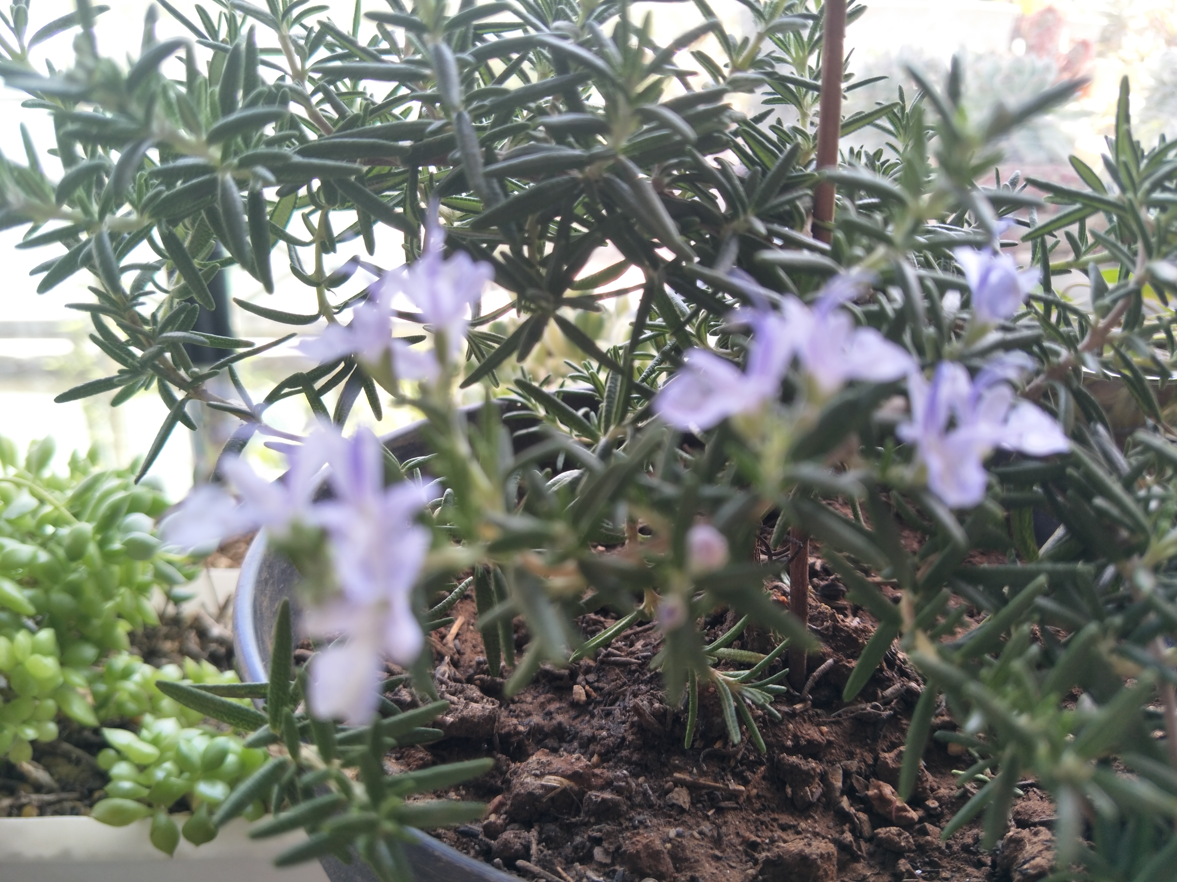 迷迭香养护要点是什么,怎样养迷迭香才能使它活下去