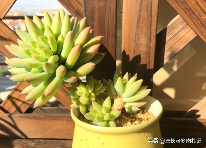 多肉千佛手用什么花盆好看,多肉千佛手好养吗