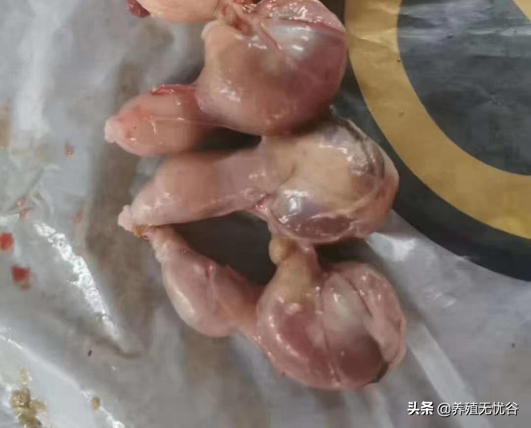 鸡感染新型冠状病毒有什么症状,鸡冠状病毒有什么症状