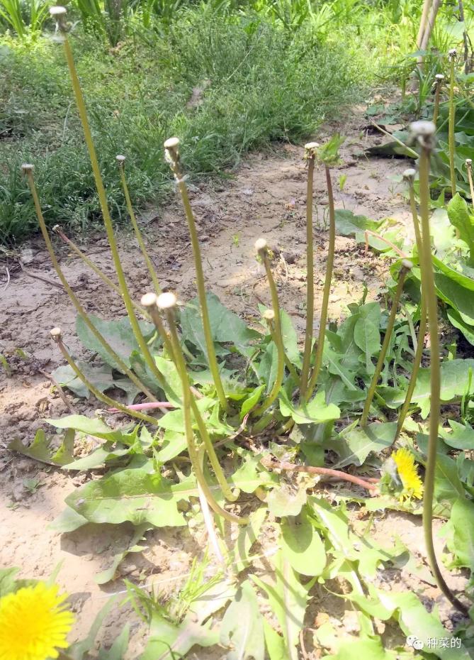 蒲公英最好看的品种是哪种,蒲公英很多品种