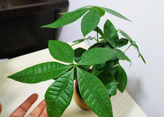 在家里养殖致富,发财树黄叶烂根怎么处理