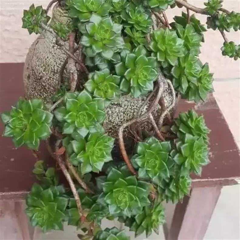 多肉老桩干货集锦，压轴的全是逆天极品!