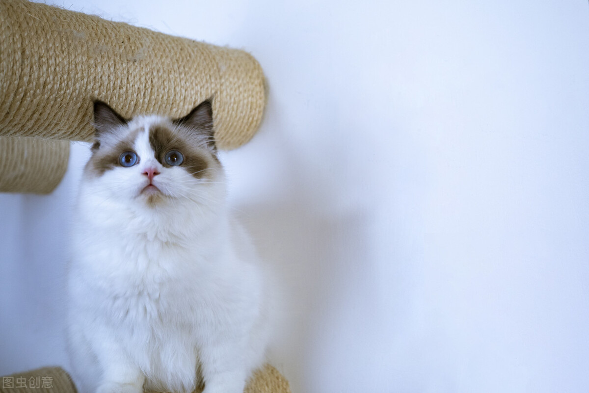 猫咪都是什么血型,各种猫咪的血型一样吗