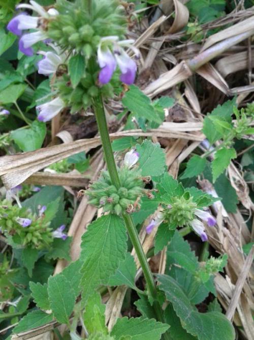 能够防风的植物有什么特点,防风植物长什么样子