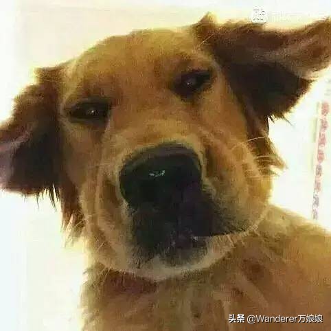 多亏这些宝藏网友，让我笑到免疫力增强