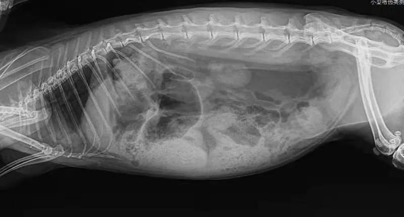 兔子积食胀气怎么办快速解决方法,兔子积食胀气用什么药