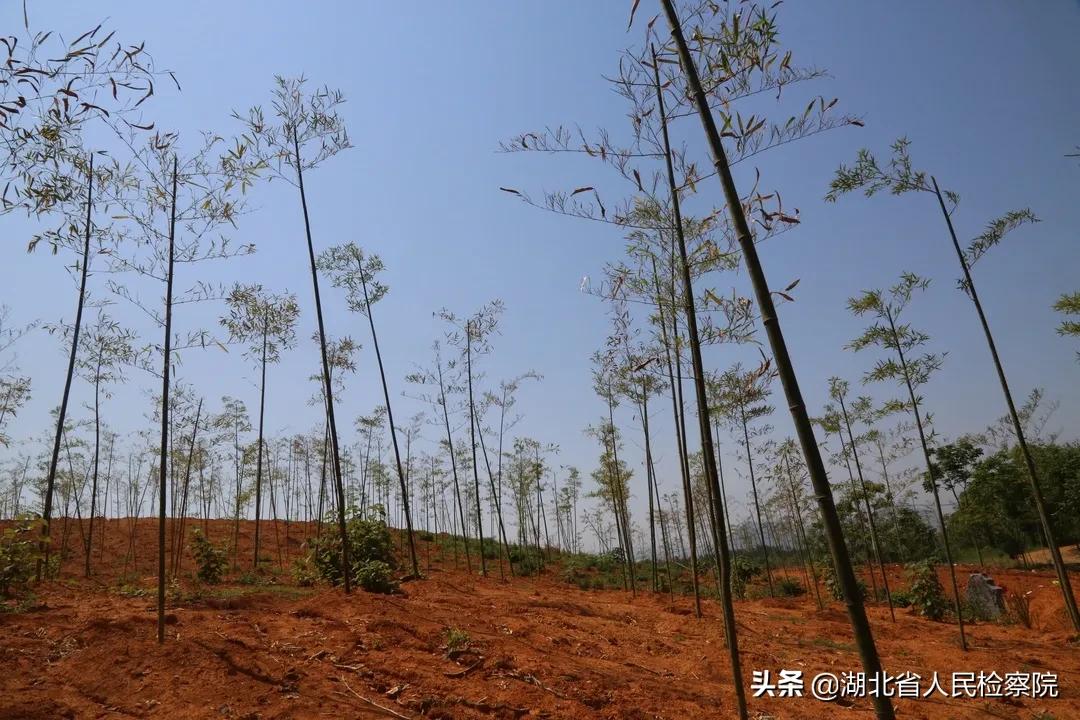 垃圾场不见了怎么办 (收回垃圾场照片)