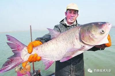 钓三种常见大鱼时遛鱼难度对比，分析透彻，一针见血