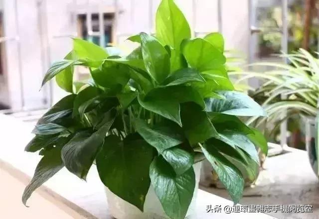 100种常见花卉植物图谱,100种花卉素描图谱