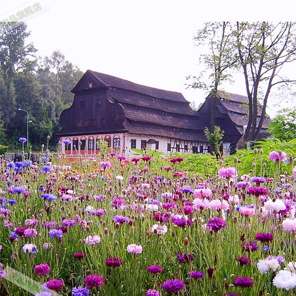 德国国花什么颜色的矢车菊,矢车菊国花