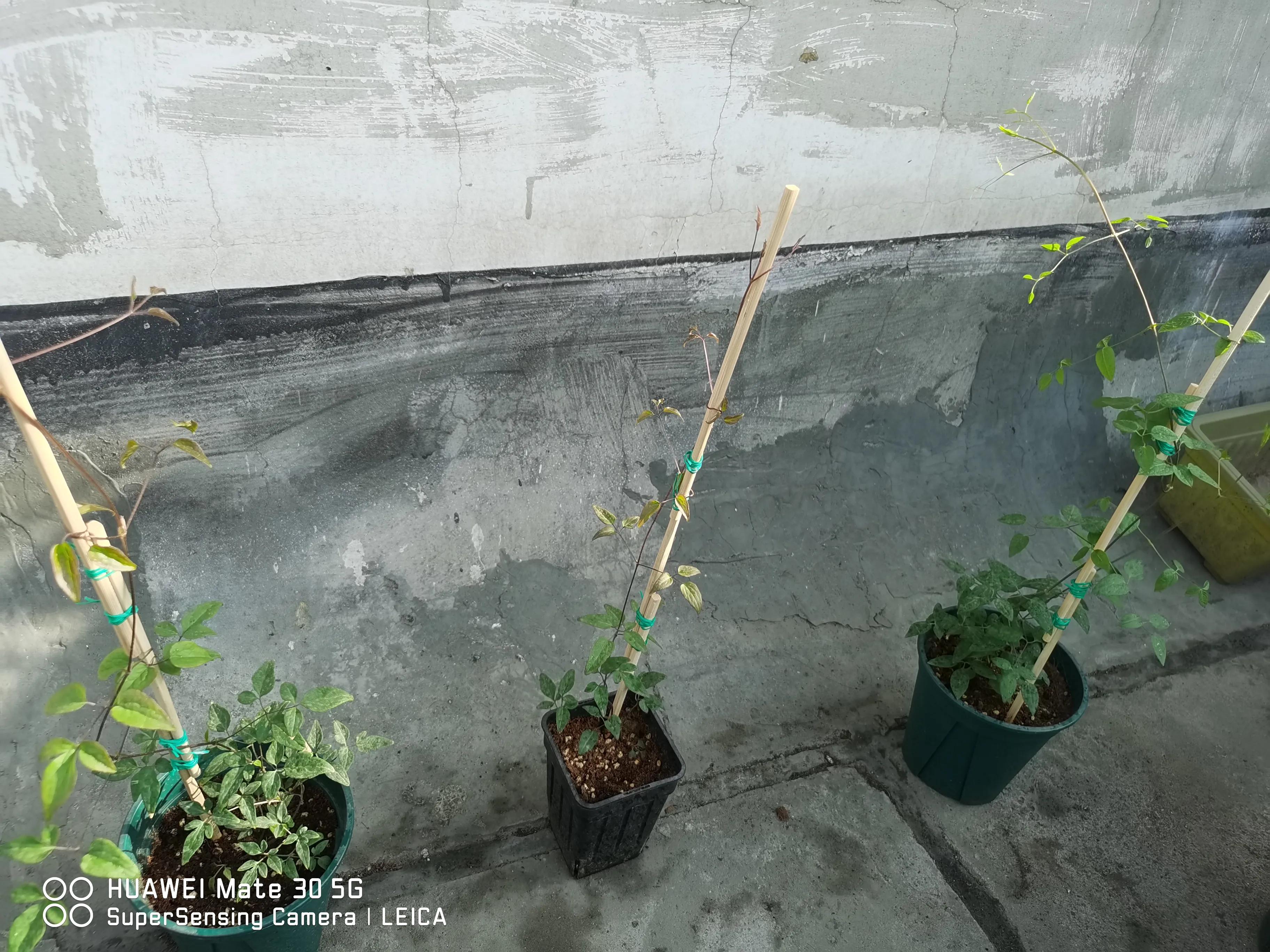 闲鱼卖花靠谱吗,在闲鱼上买花草靠谱吗