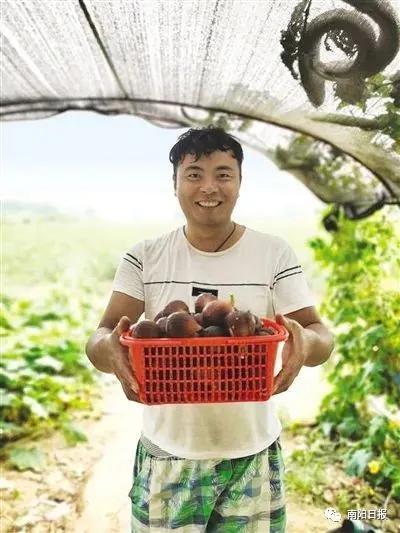 @南阳人，2万多公斤无花果熟了，急盼采摘