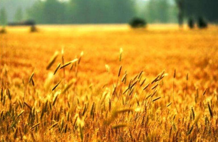 风吹麦浪诗词七绝,风吹麦浪诗词原创