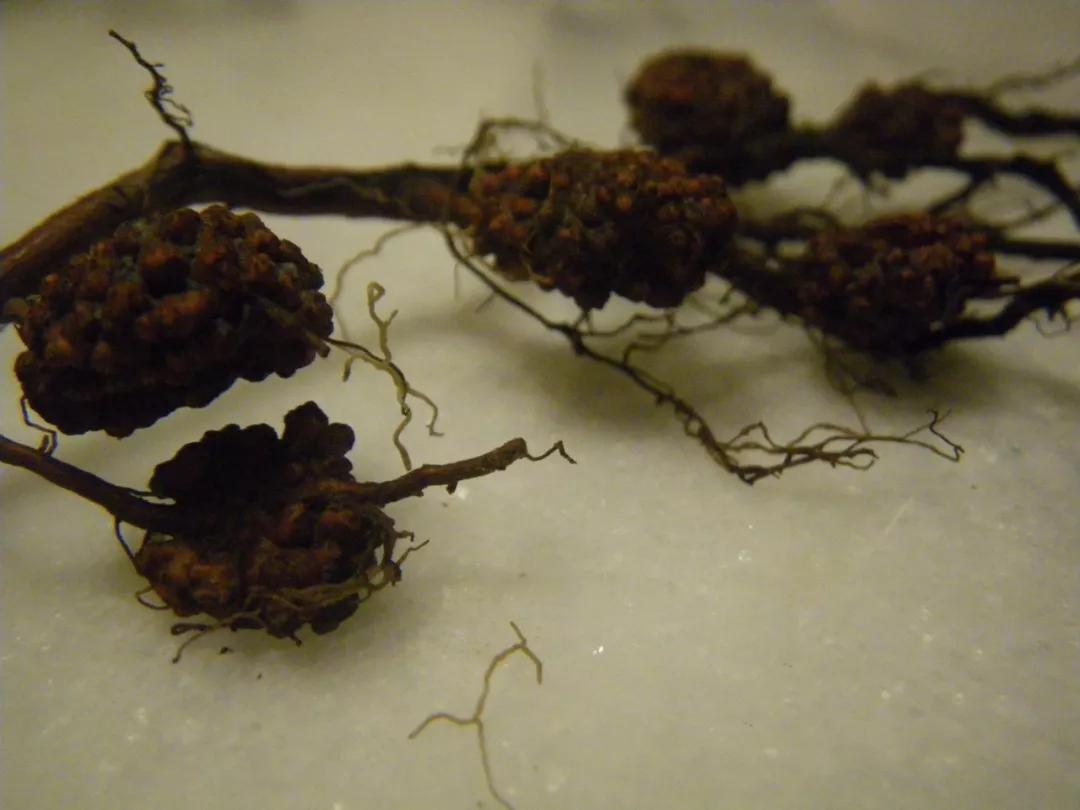 顶级松露价格多少钱一斤,松露价格不菲