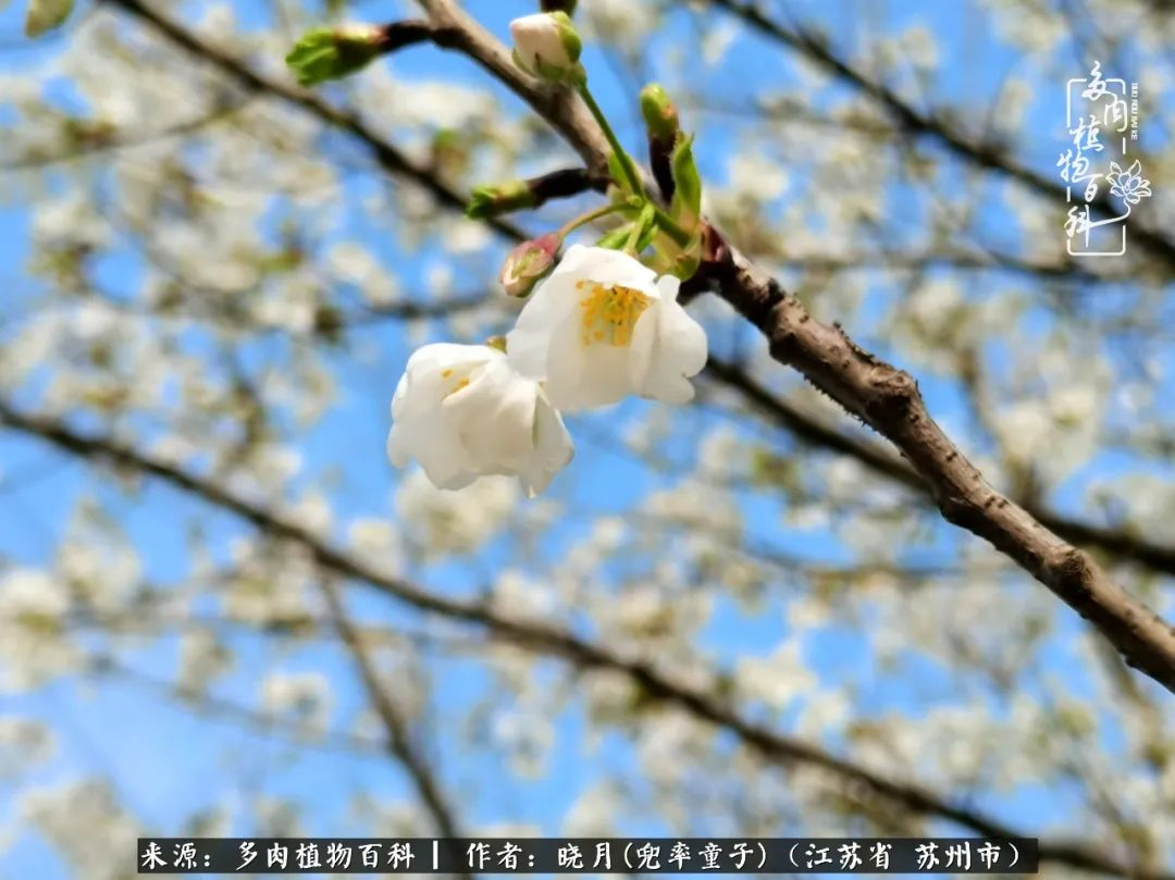 六年时间环游22个国家，却被多肉小萌物征服