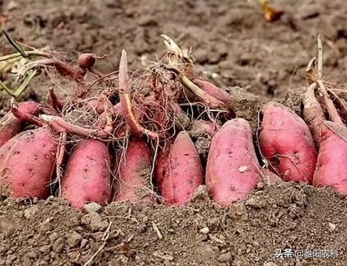 红薯控旺增产膨大素什么时候打,种红薯需要喷什么药可以增产