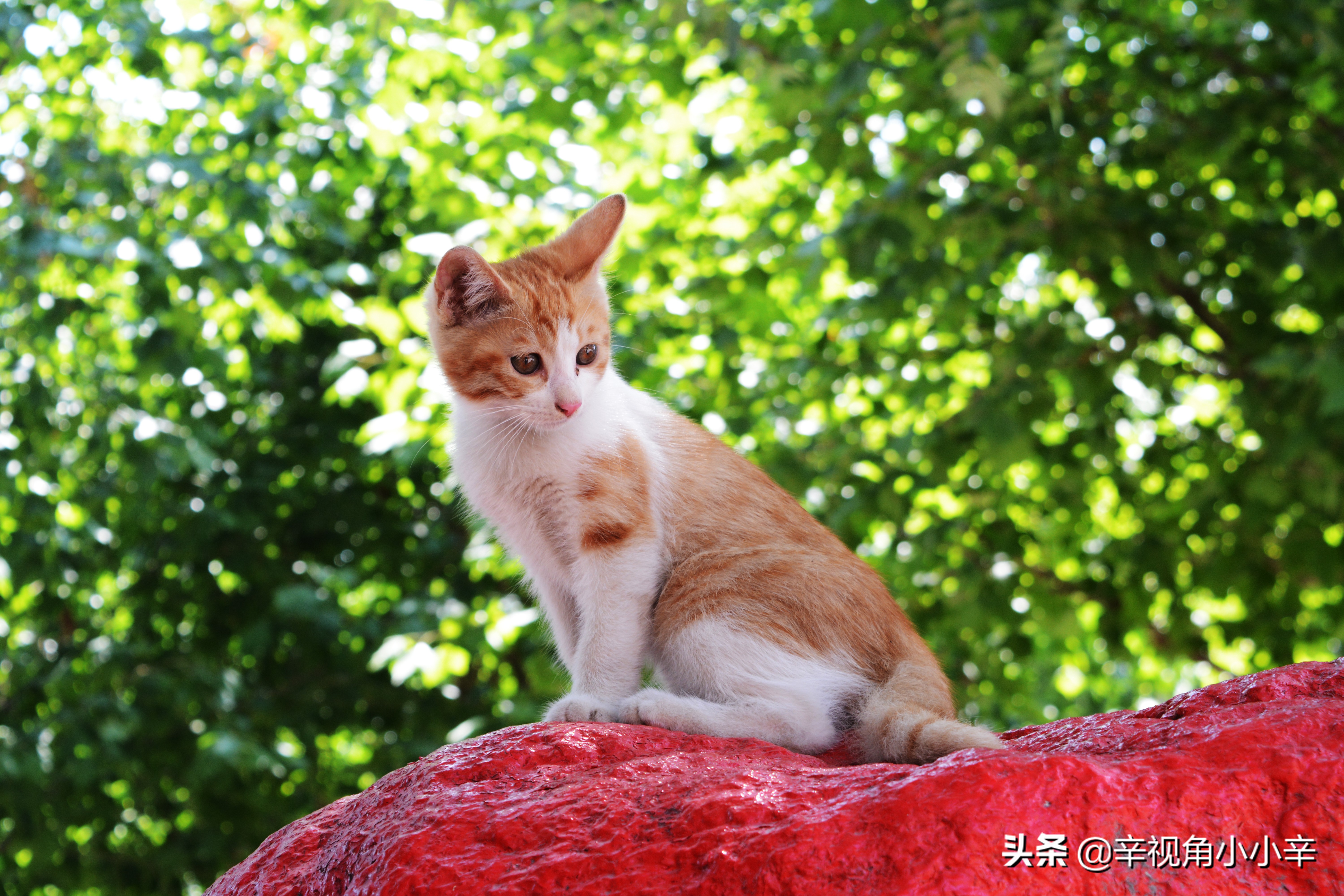 思想中的猫,徘徊中的猫