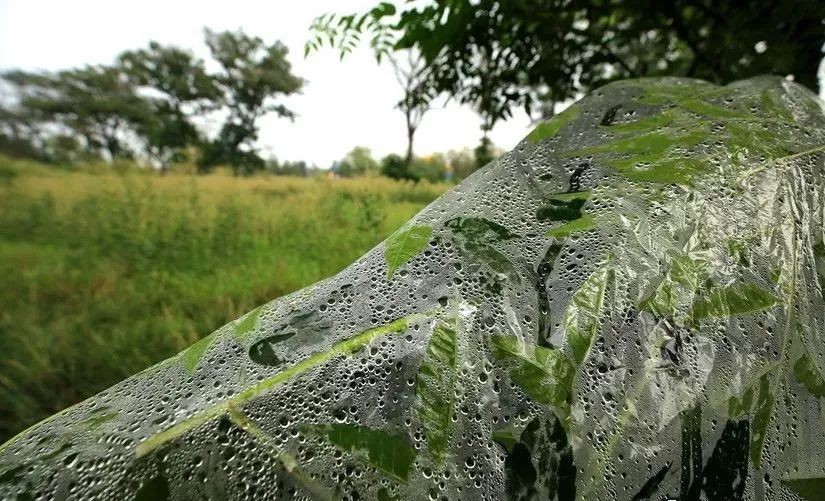 生存小技巧钻木取火,荒野生存取水技巧