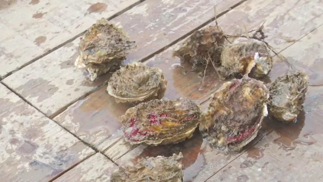 【丰收的喜悦】金秋宜吃蚝，这个地方生长的生蚝肉质嫩美可口！