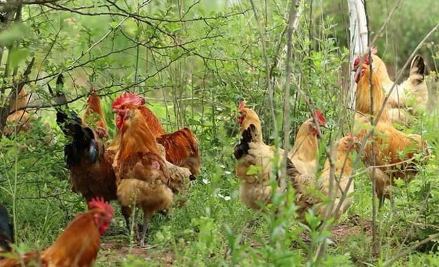 鸡伸颈张嘴呼吸特效药,鸡发现怪叫怎么治疗