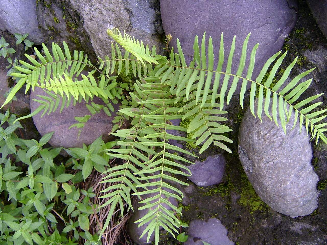 蜈蚣草可以吸收重金属吗,蜈蚣草最擅长吸收什么重金属