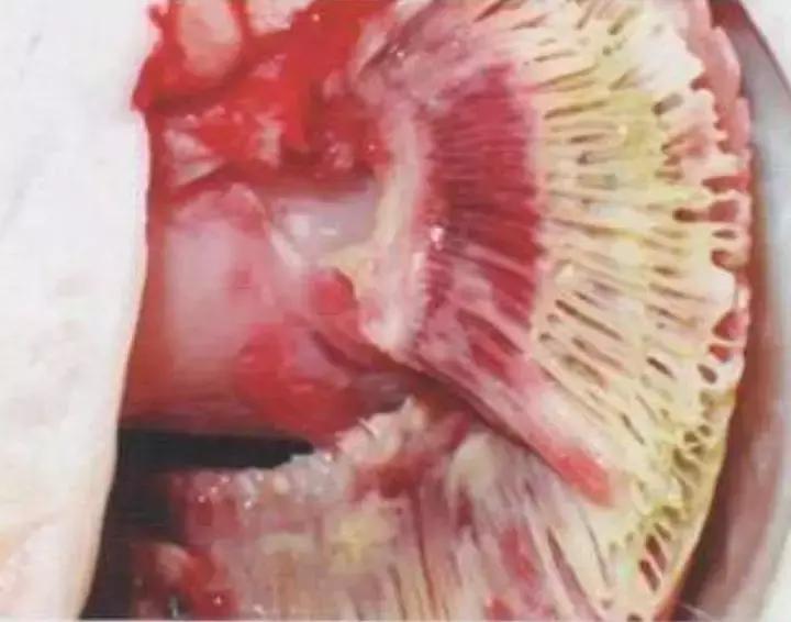 罗非鱼疱疹病毒怎么治,疱疹病毒如何防治