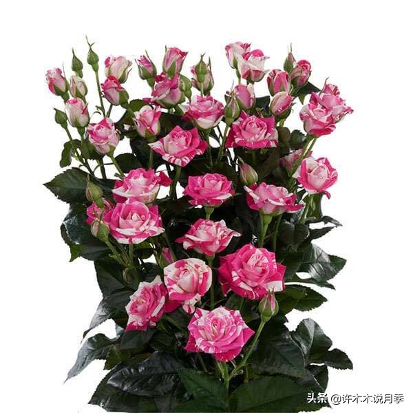 四季开花勤花月季,最好养最勤花的月季