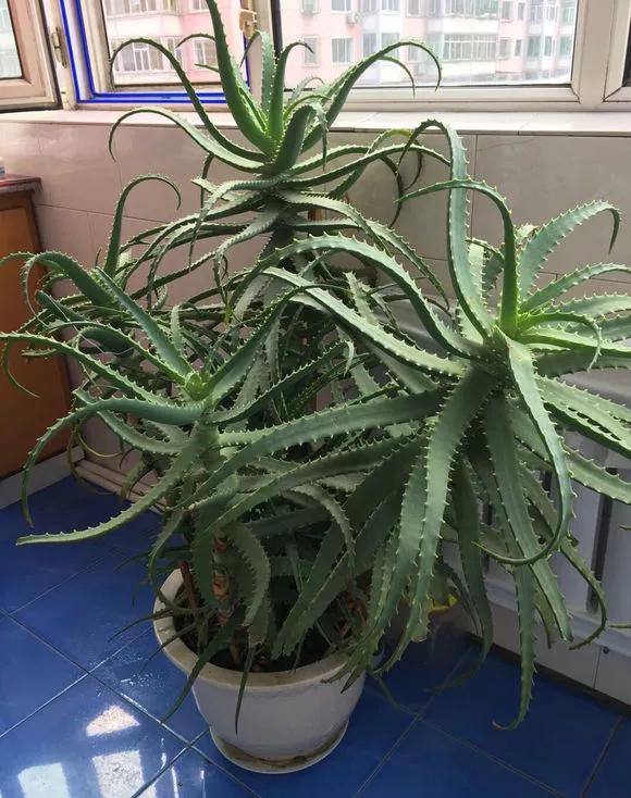 三种花插花技巧视频教程,三种花的教程