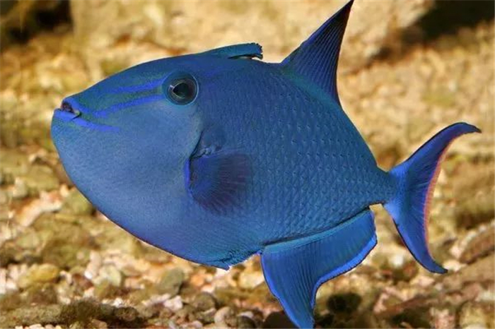 巴厘岛鱼种类,巴厘岛的海胆