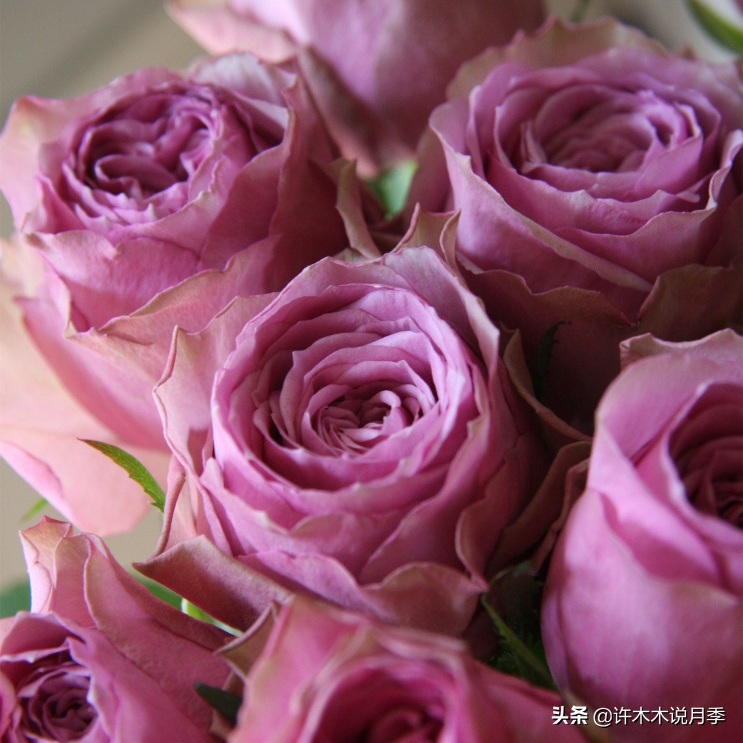 切花大全100种,鲜花大全50种花的花语