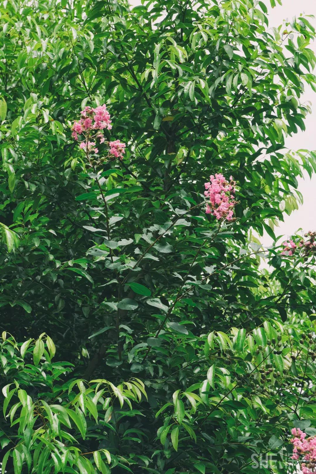 深圳市美美美,深圳最美免费水库