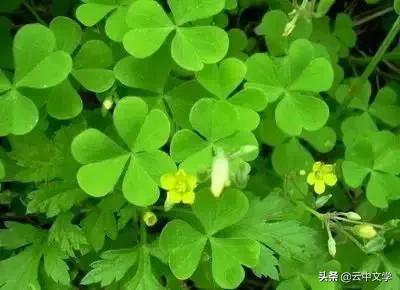 花语大全100种花图片,100种花的花语太全了