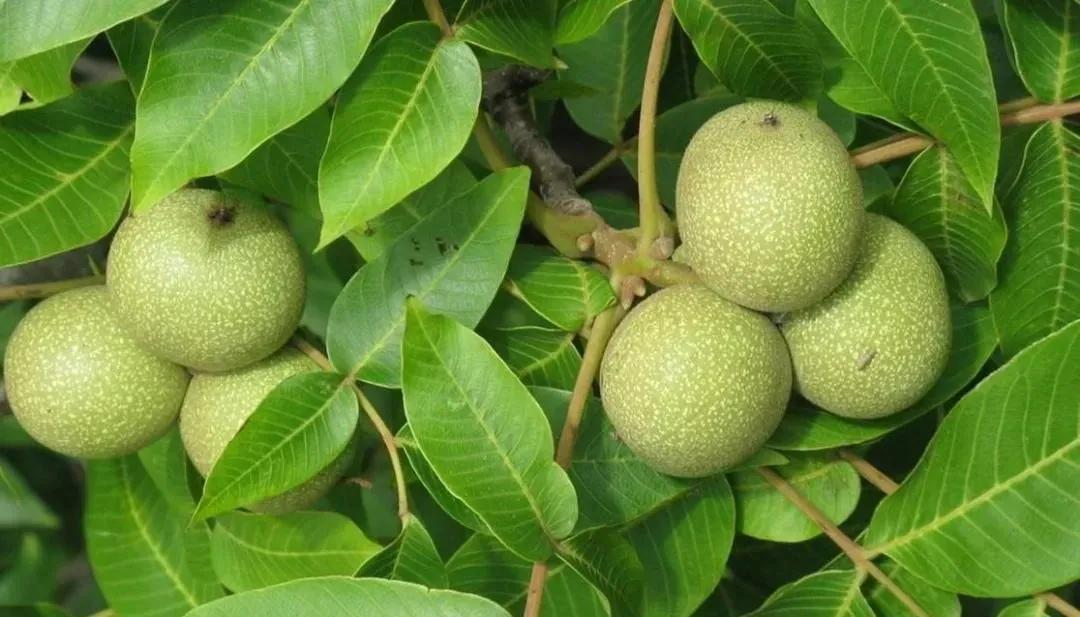 刚收到的文玩核桃刷出来有色差,文玩核桃有色差如何处理