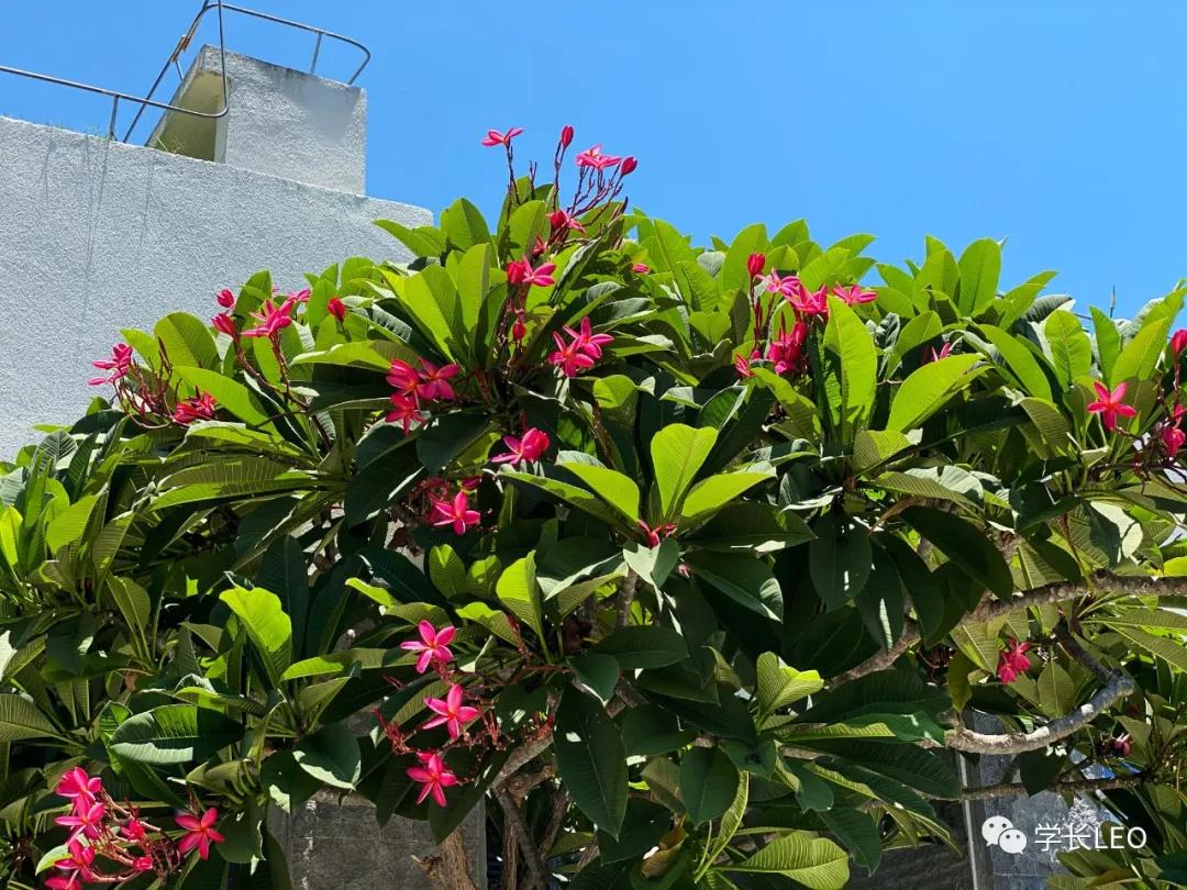 哈佛学长碎碎念：夏天就应该去海边，南方的海有多美？