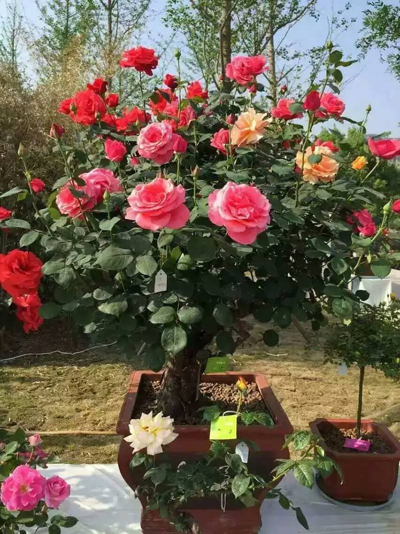 这4种绿植一定要养,四种最好养的盆景树