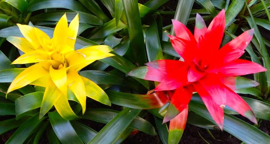 水塔花的养殖方法施什么肥,水塔花的养殖方法和注意事项